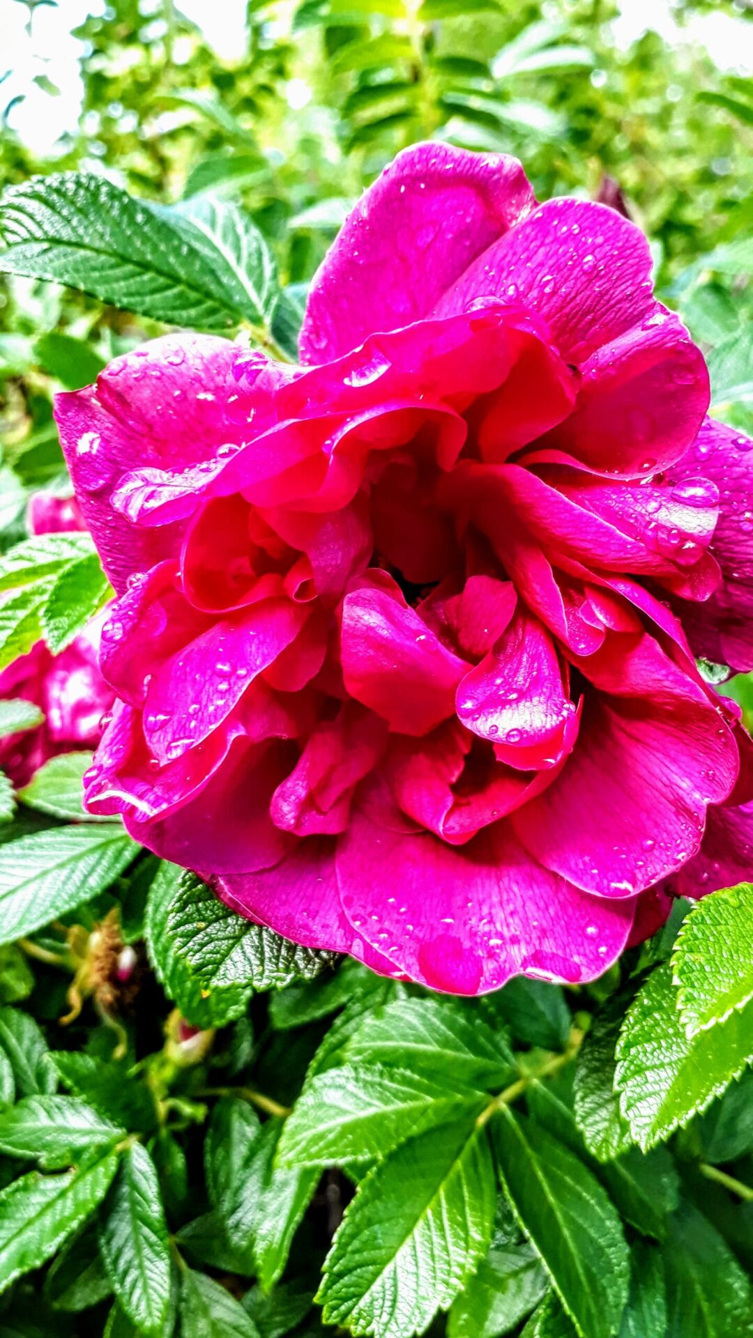 A Morning Dewy Rose